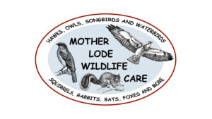 Mother Lode Wildlife Care logo