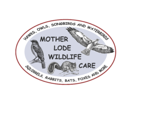 Mother Lode Wildlife Care