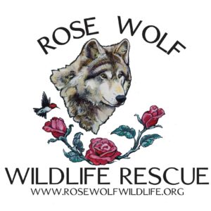 Rose Wolf Wildlife Rescue