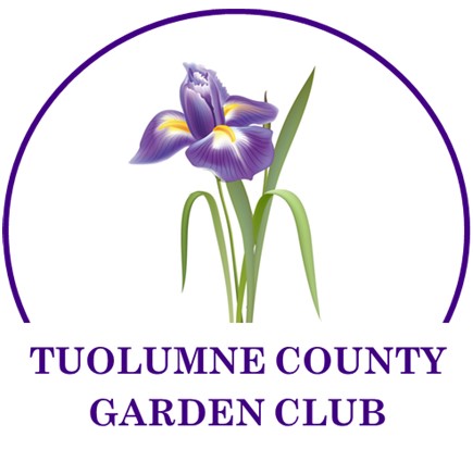 Tuolumne County Garden club - with purple and yellow iris