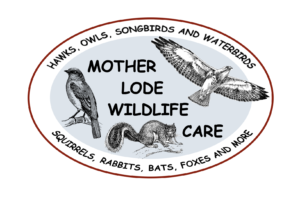 Mother Lode Wildlife Care logo