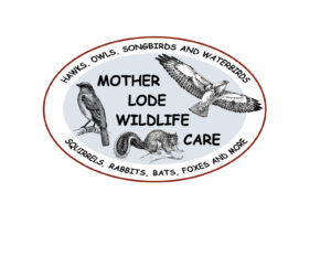 Mother Lode Wildlife Care